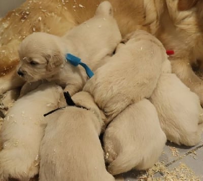 Les chiots de Golden Retriever