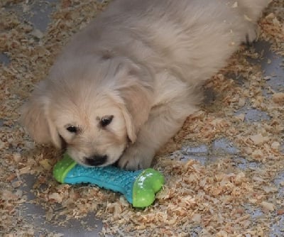 Les chiots de Golden Retriever