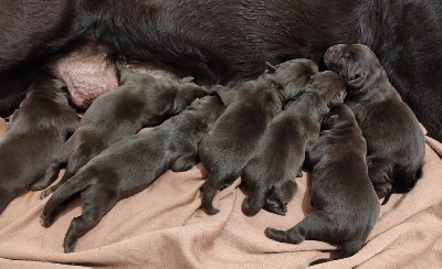 Les chiots de Labrador Retriever