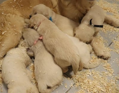 Les chiots de Golden Retriever