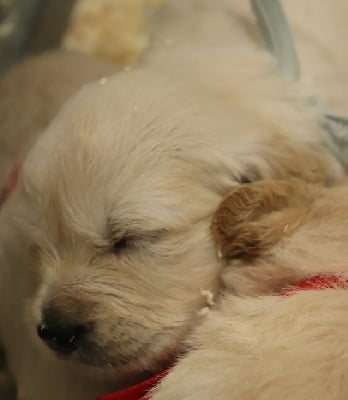 Les chiots de Golden Retriever