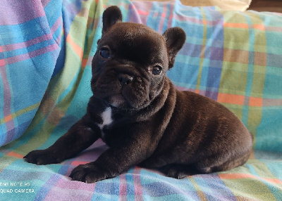 Les chiots de Bouledogue français