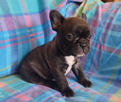 Les chiots de Bouledogue français