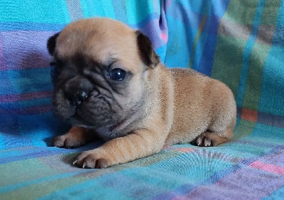 Les chiots de Bouledogue français