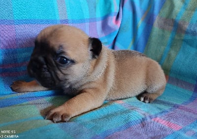 Les chiots de Bouledogue français