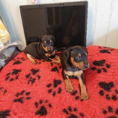 Les chiots de Pinscher nain