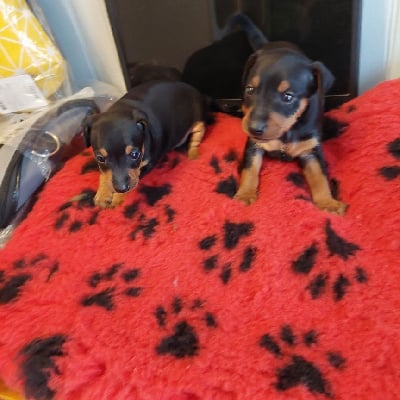 Les chiots de Pinscher nain