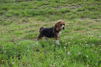 Voltige Femelle collier noir - Beagle