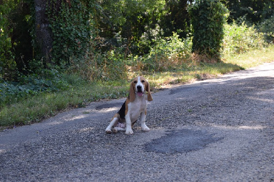 Vidocq Mâle collier olive - Beagle