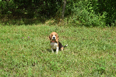 Les chiots de Beagle