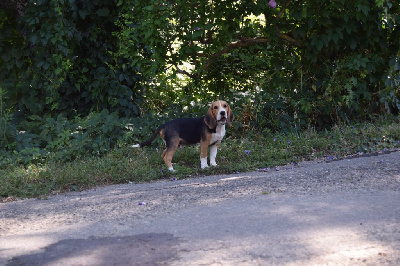 Von Dutch Mâle collier curaçao - Beagle