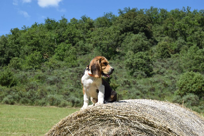 Vaillante Femelle collier orange - Beagle