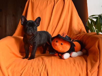 Les chiots de Bouledogue français