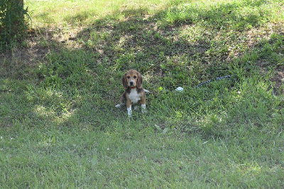 Les chiots de Beagle