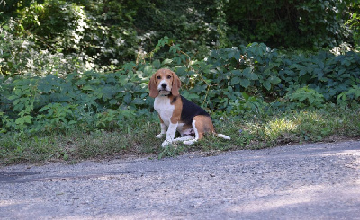 Les chiots de Beagle