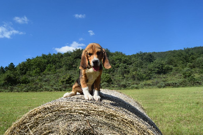 Les chiots de Beagle