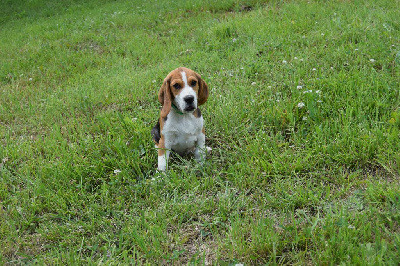 Vaudou Femelle collier kaki - Beagle