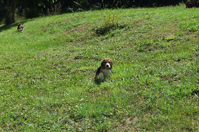 Viking Mâle collier vert - Beagle