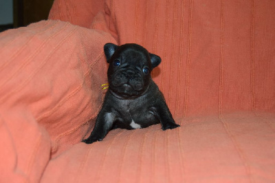 Les chiots de Bouledogue français