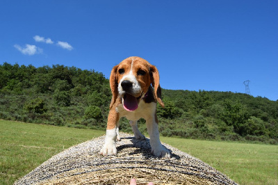 Vanuatu Femelle collier violet - Beagle