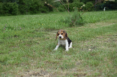 Les chiots de Beagle