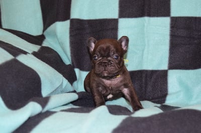 Les chiots de Bouledogue français