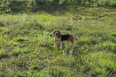 Les chiots de Beagle