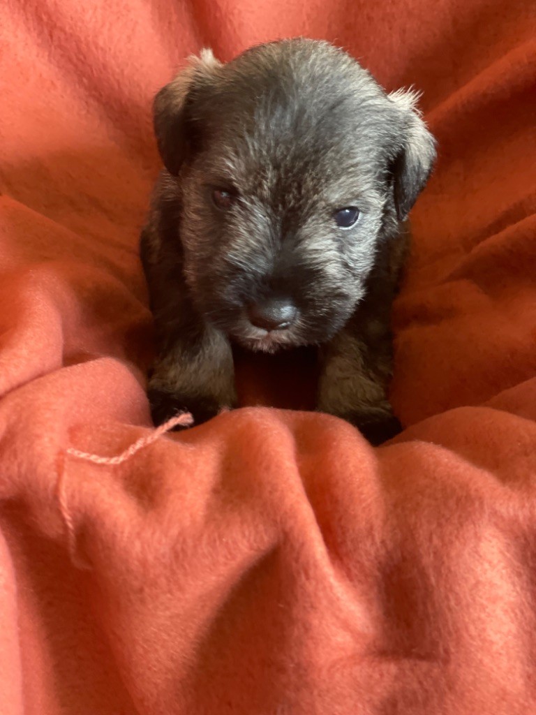 CHIOT 1 - Schnauzer miniature