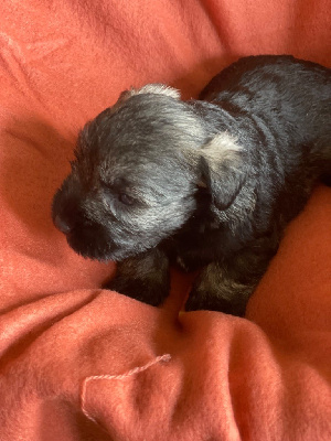 Les chiots de Schnauzer miniature