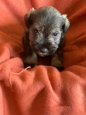 Les chiots de Schnauzer miniature