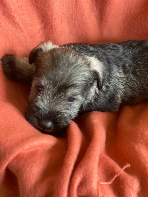 Les chiots de Schnauzer miniature