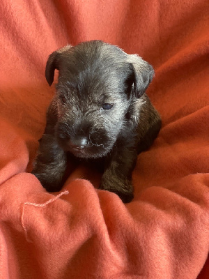 Les chiots de Schnauzer miniature