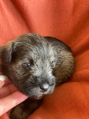 Les chiots de Schnauzer miniature