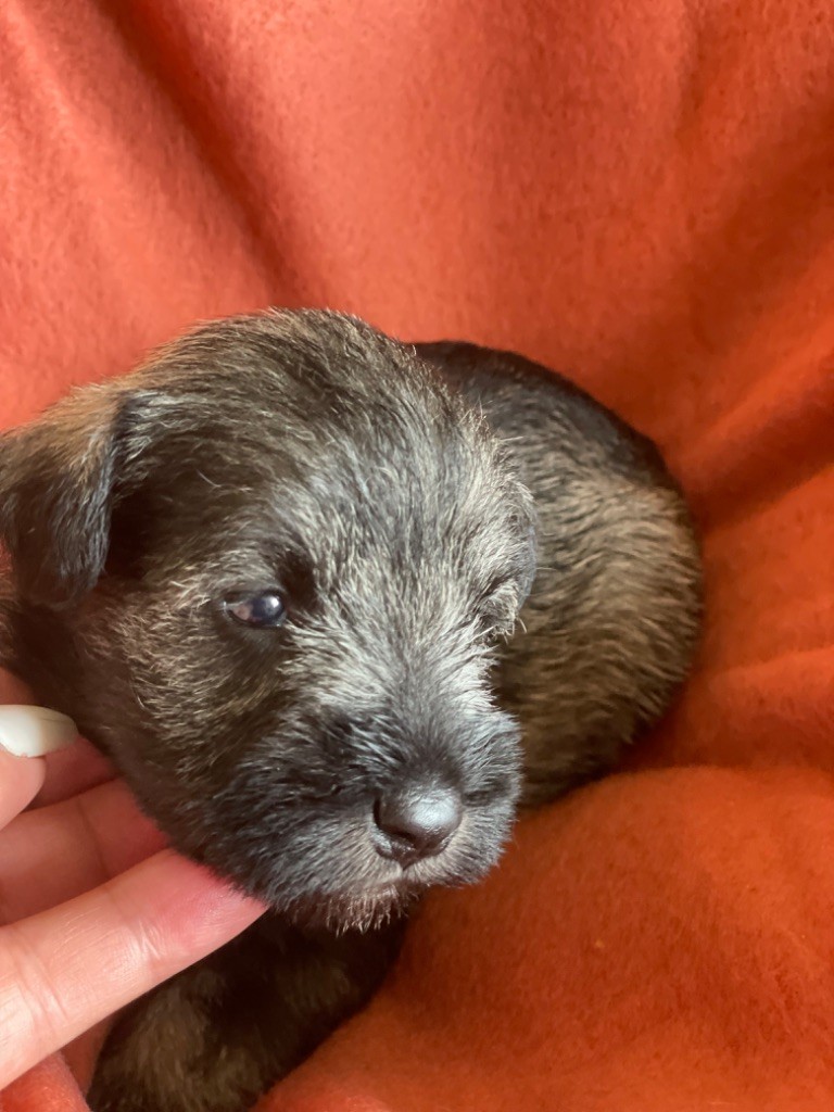 CHIOT 5 - Schnauzer miniature