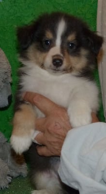 Les chiots de Shetland Sheepdog