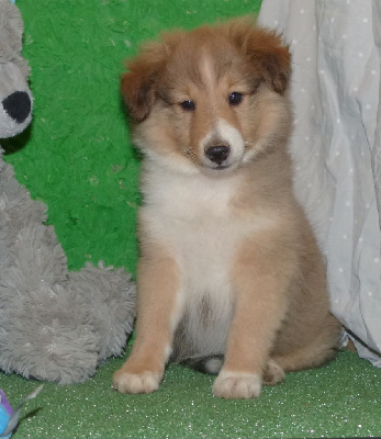 Les chiots de Shetland Sheepdog