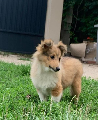 Les chiots de Shetland Sheepdog