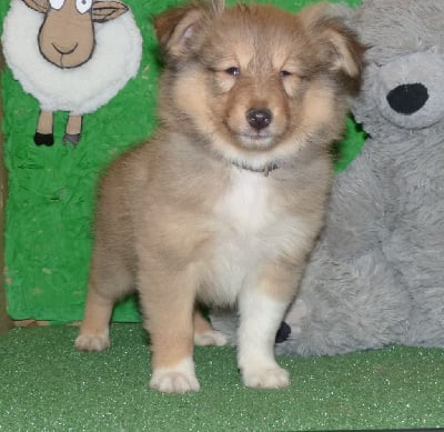 Les chiots de Shetland Sheepdog