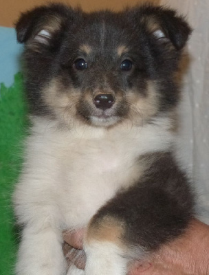 Les chiots de Shetland Sheepdog