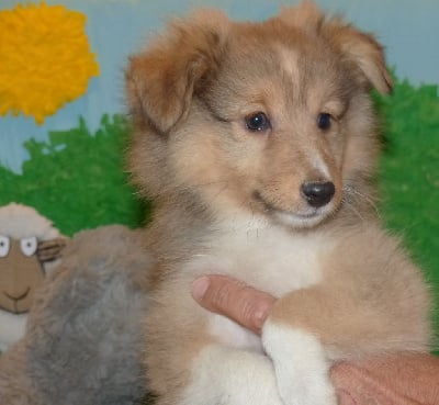 Les chiots de Shetland Sheepdog