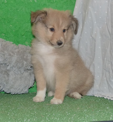 Les chiots de Shetland Sheepdog