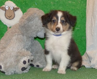 CHIOT 2 - Shetland Sheepdog