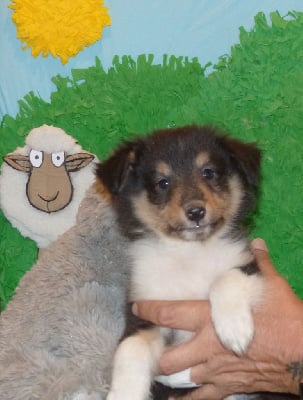 Les chiots de Shetland Sheepdog