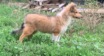 Les chiots de Shetland Sheepdog