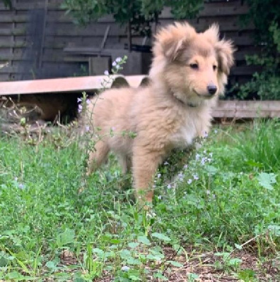 Les chiots de Shetland Sheepdog