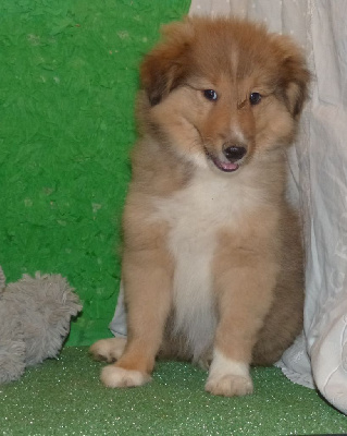 Les chiots de Shetland Sheepdog