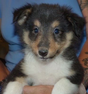 Les chiots de Shetland Sheepdog