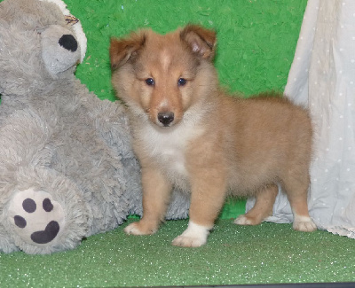 Les chiots de Shetland Sheepdog