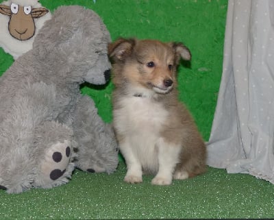 Les chiots de Shetland Sheepdog