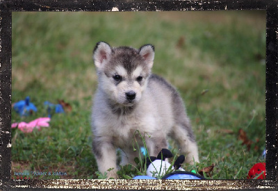 Les chiots de Alaskan Malamute